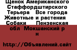 Щенок Американского Стаффордштирского Терьера - Все города Животные и растения » Собаки   . Пензенская обл.,Мокшанский р-н